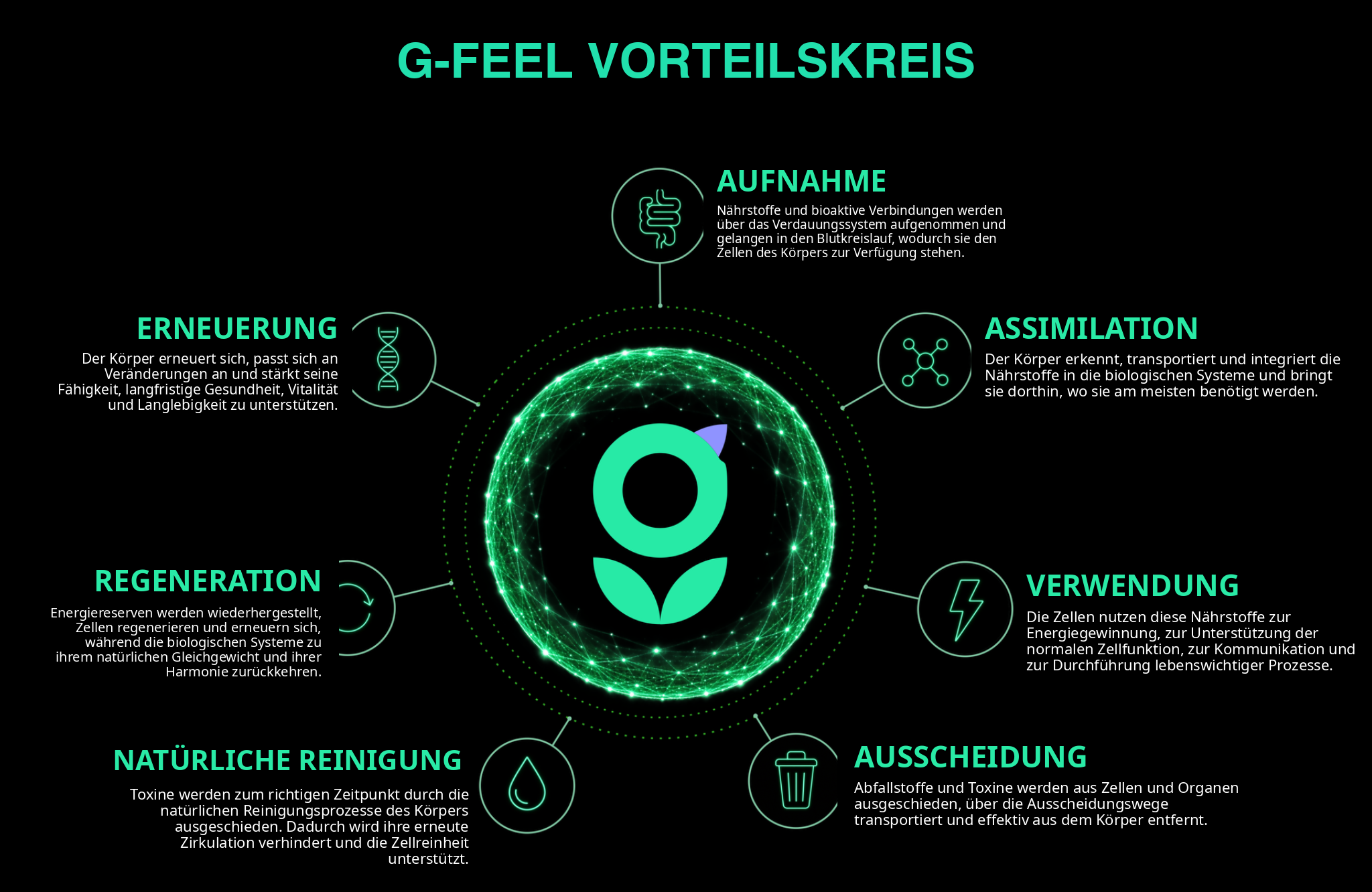  7-STUFIGER BIOLOGISCHER ZYKLUS