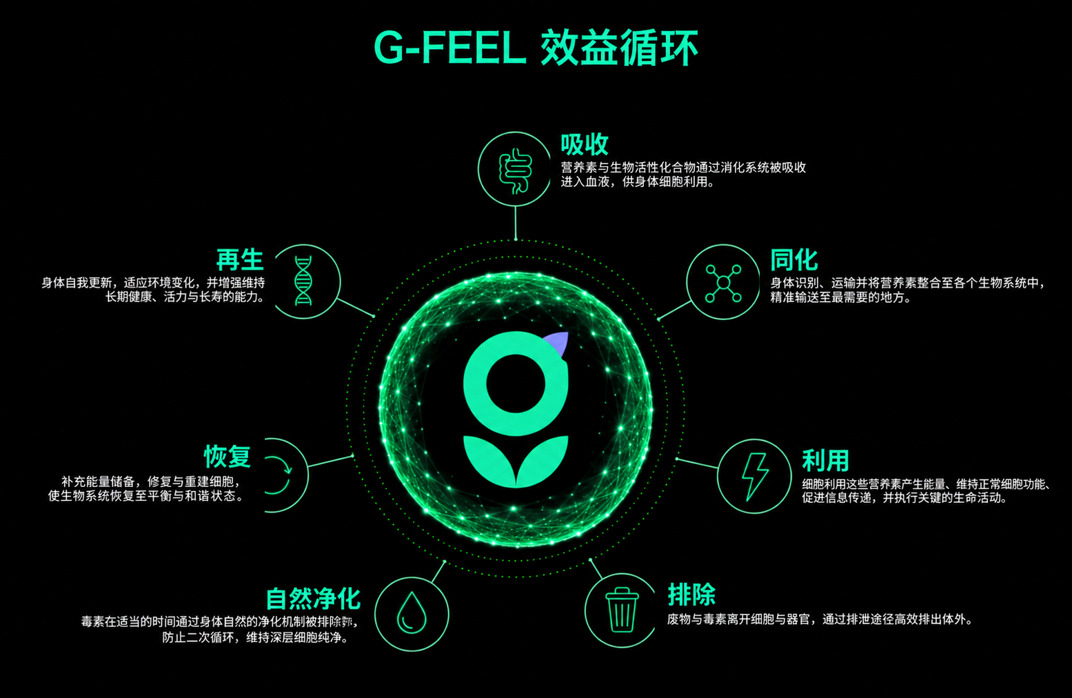 g·feel 7-step biological cycle